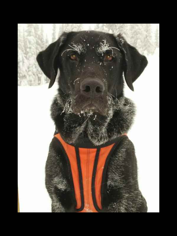 Photo of the most amazing dog in the world called Jungle, who is a massive Black Labrador born in 2012.